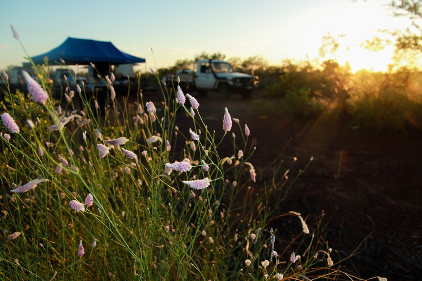 Flowers in front of a desert camp.