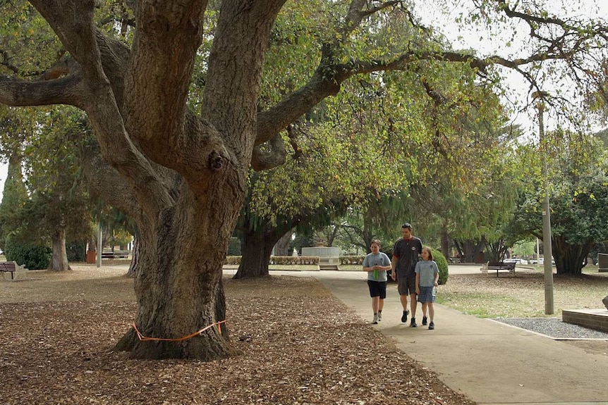 Three people walk beside a tree with an orange ribbon tied around its trunk.