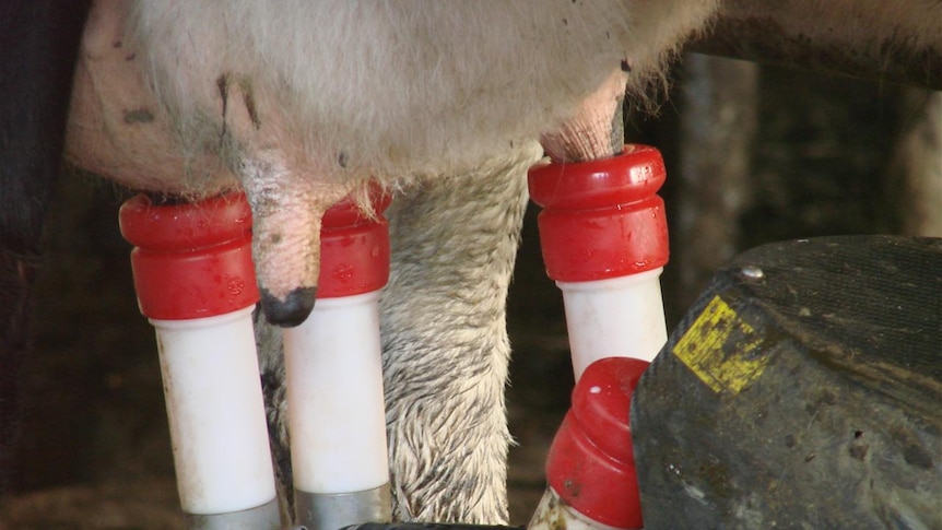 The robots place the cups individually on the teats