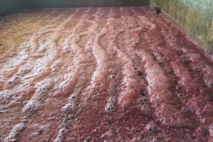 Grape fermenting process in winemaking