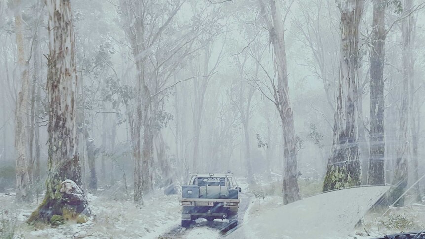 A ute travelling on a snow-covered road going through snow-covered bush.