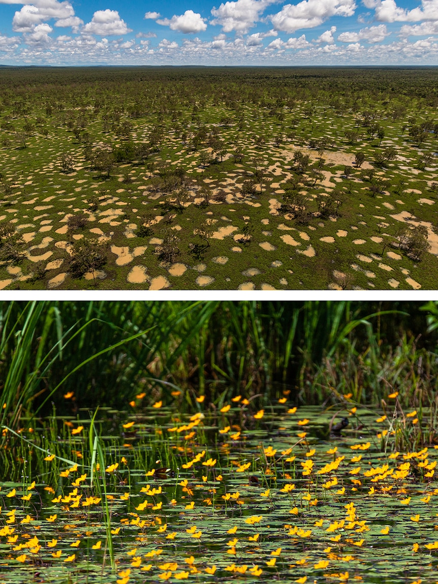 An areal shot of green fields with puddles (top) , yellow flowers growing on a body of water (bottom)
