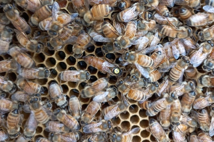 Dozens of queen bees in a hive