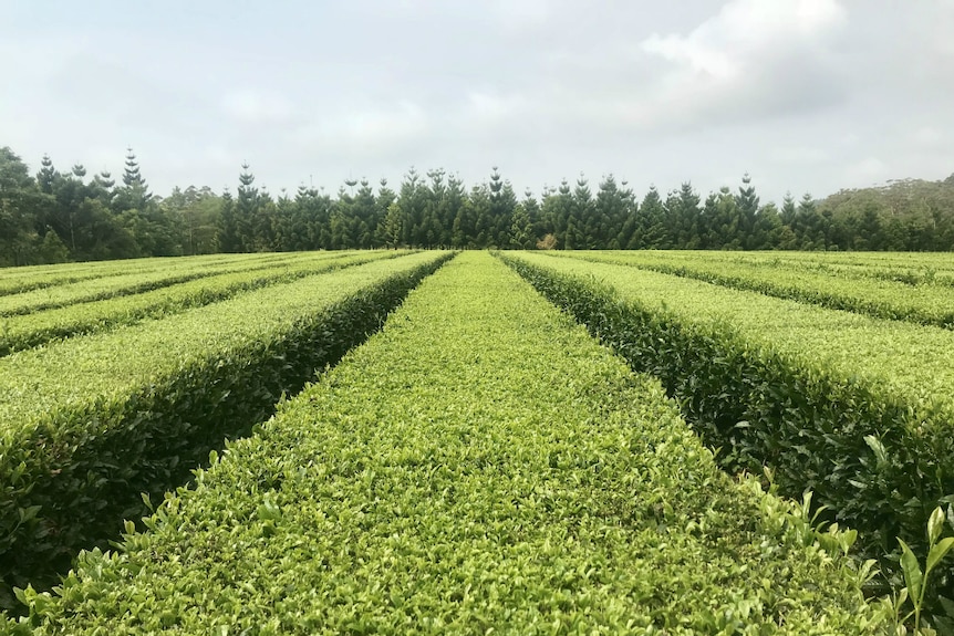A pretty view looking out over the field of tea.