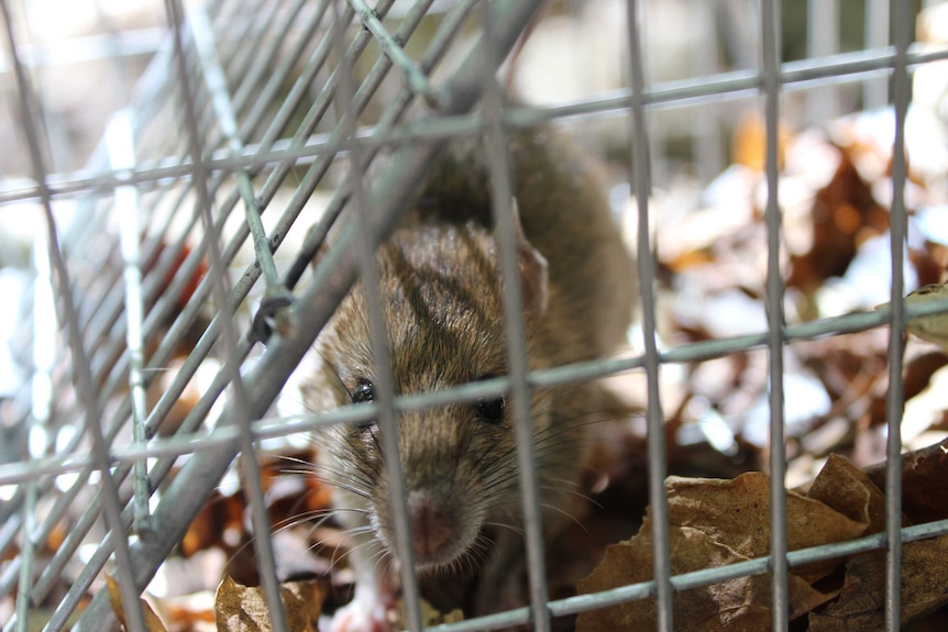 A rat peers through the bars of a wire trap.