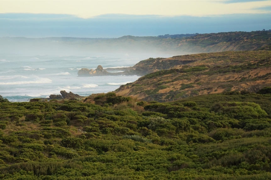 Une belle côte rocheuse sans maisons ni aménagement, juste des arbustes et de petites baies