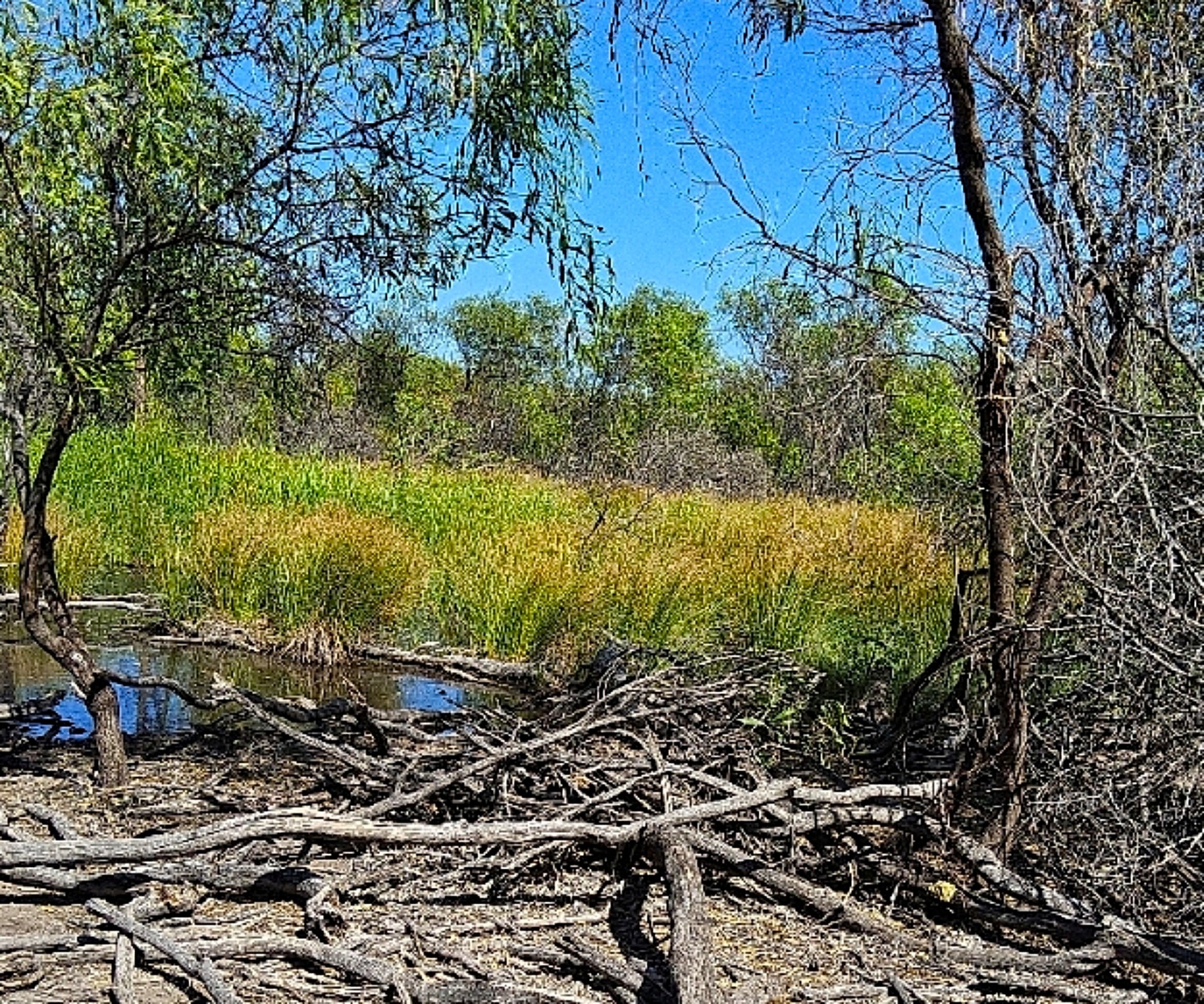 A freshwater spring surrounded by green vegetation and logs.