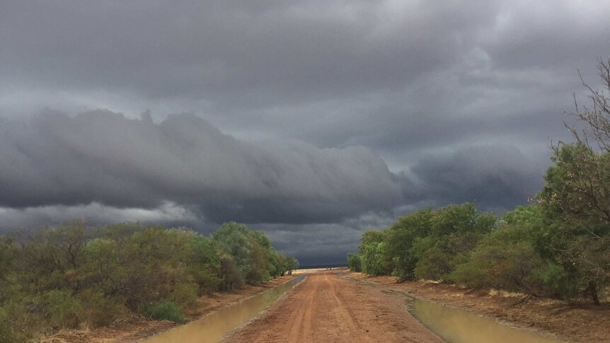 a dirt road with trees in either side with storm clouds in the distance.