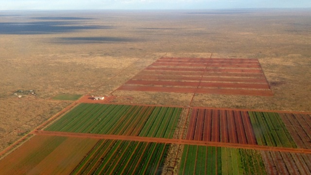 An aerial view of Desert Springs farm, 350 kilometres north of Alice Springs.