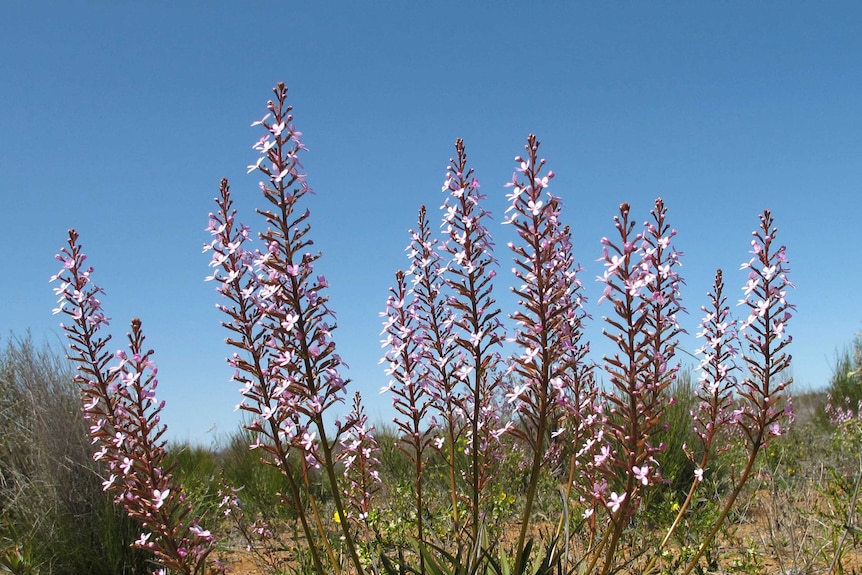 A photo of a trigger plant (Stylidium confluens) with pink flowers