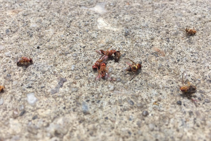 Sterile fruit flies are pictured waking up after they are released.