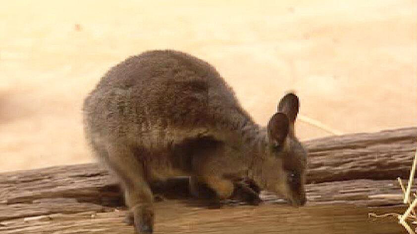 Rare rock wallaby joeys were reared in captivity and returned to outback SA