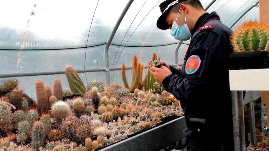 An Italian Carabinieri checks cacti in the greenhouse of a suspected cactus trafficker
