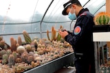 An Italian Carabinieri checks cacti in the greenhouse of a suspected cactus trafficker