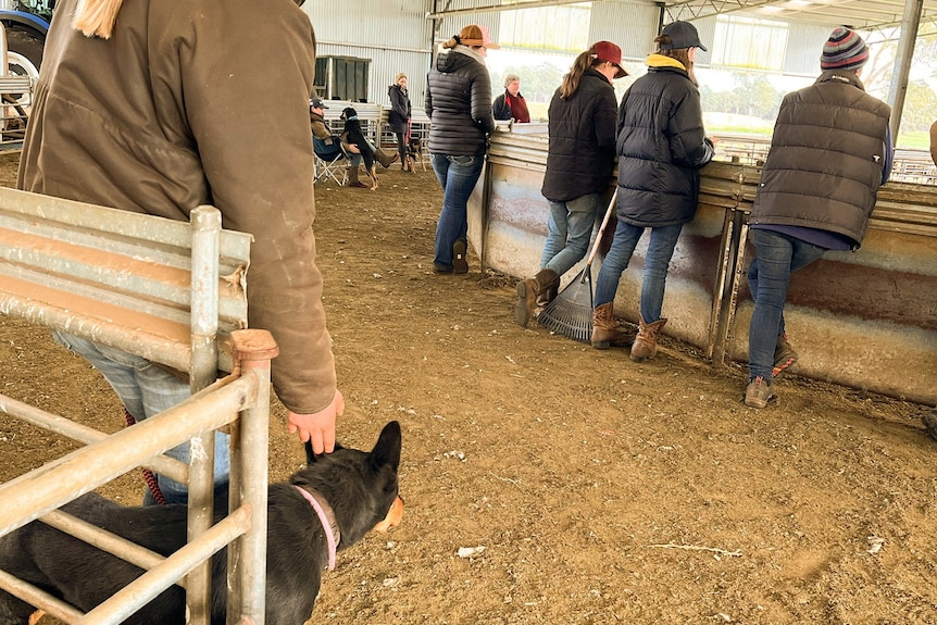 A woman holds a black and brown dog by the collar as it watches other kelpies run around a dirt pen.