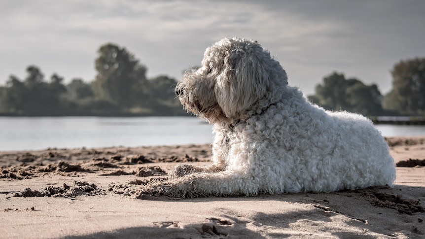A white fluffy dog sits on a beach facing the left of frame