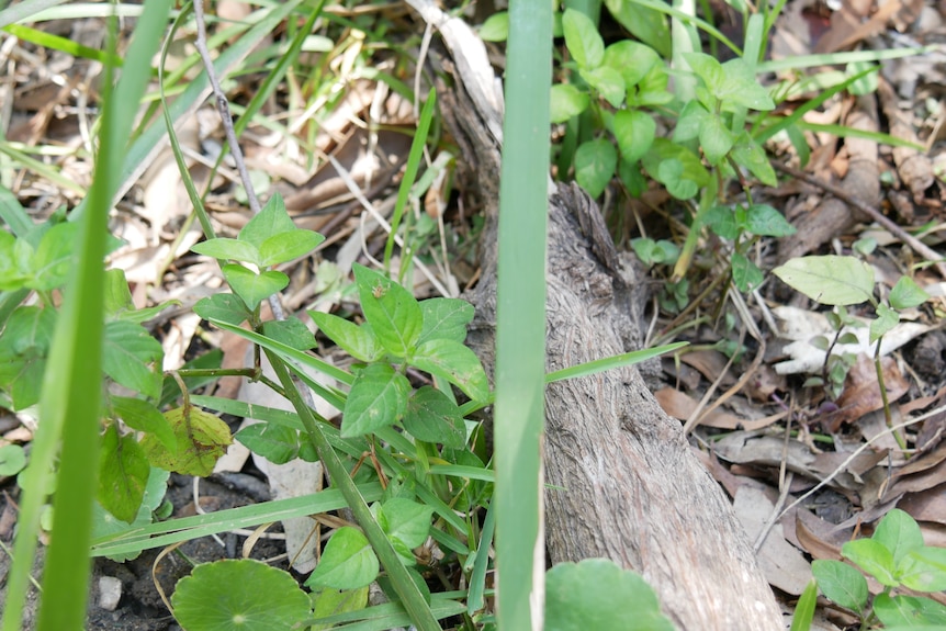 A close up shot of a green weed in the bush