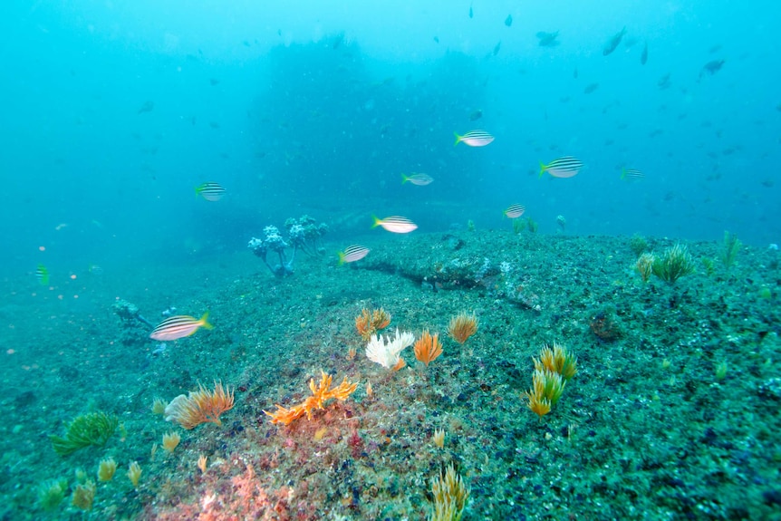 Sponges in front of Outfall