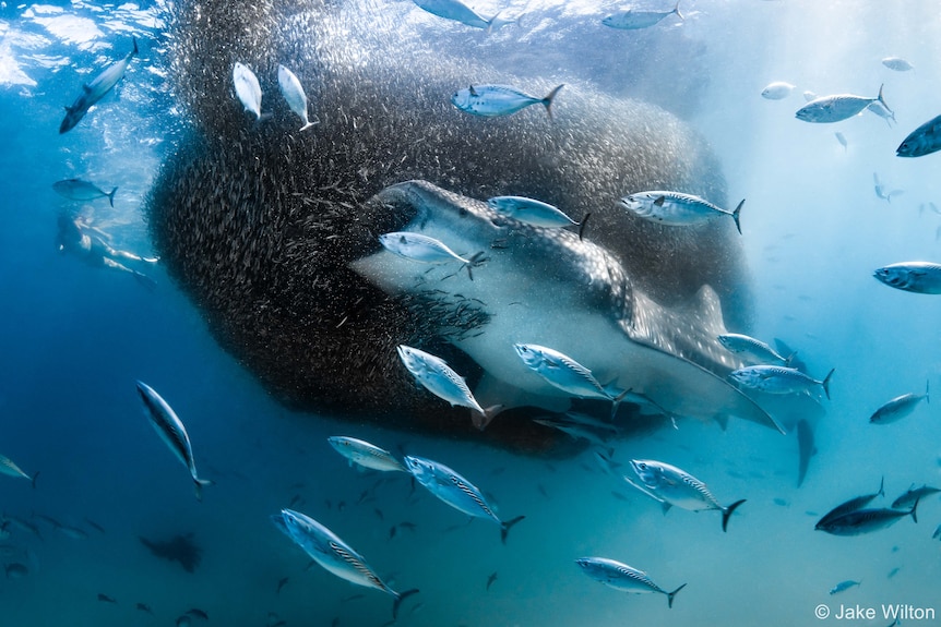 Large blue whale feeds off a school of fish. It is surrounded by fish in the blue ocean. 