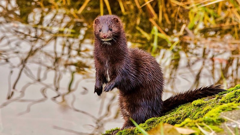 A mink, its fur wet and sticking up, perches next to a pond