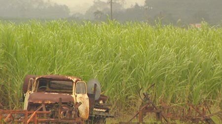 Canegrowers Qld faces future with new chair