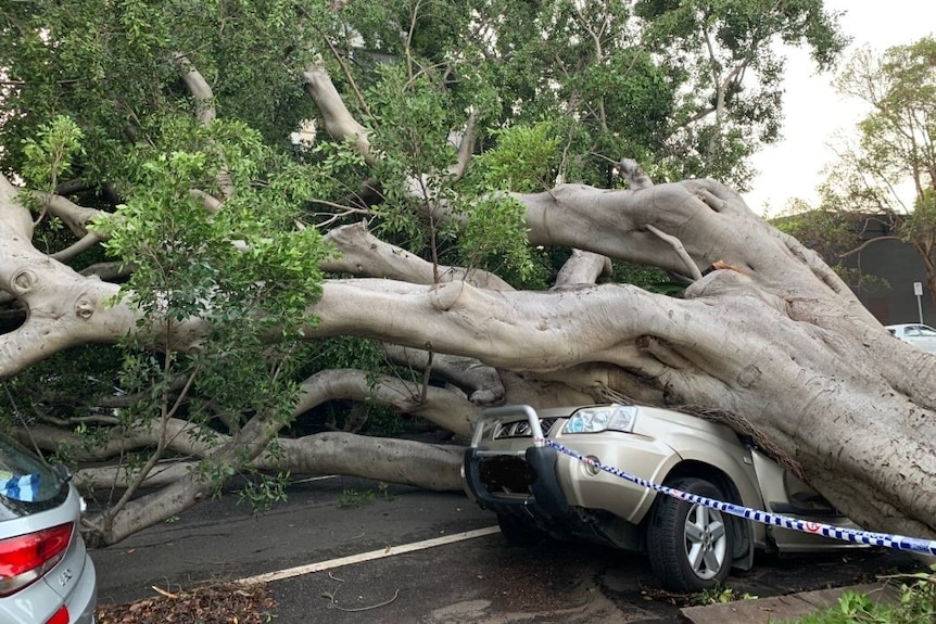 A car smashed by a tree on a surburban street.