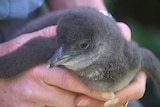 A tight shot of a person holding a grey little penguin.