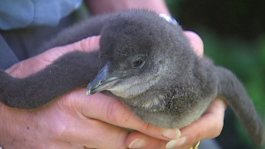 A tight shot of a person holding a grey little penguin.