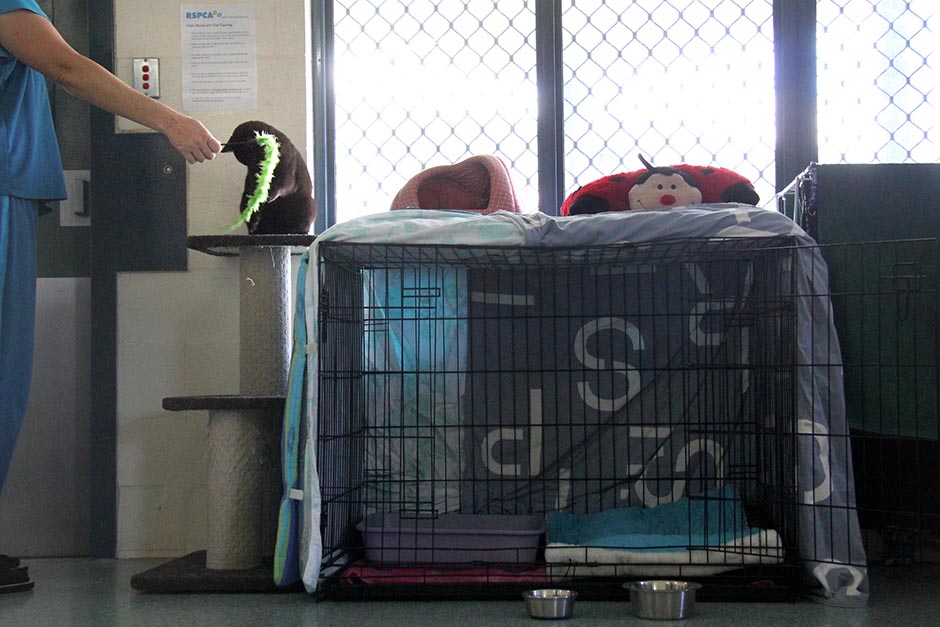 An inmate plays with a cat in in one of the units.