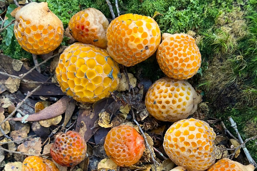 a clump of yellow fungi that have a honey comb pattern on them