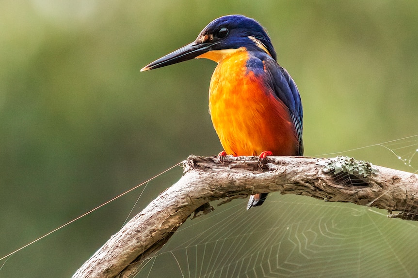 A Tasmanian azure kingfisher sits on a branch, below which a spider web is visible