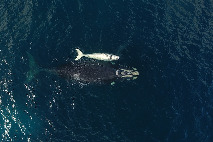 Two whales in a dark blue ocean.  One is much smaller and white