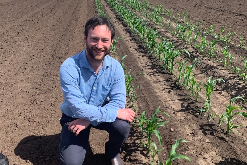 A man squats next to a young crop of corn in a paddock in Tasmania.