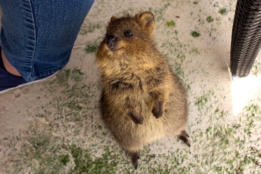 A quokka approaches tourists at the Rottnest Island pub