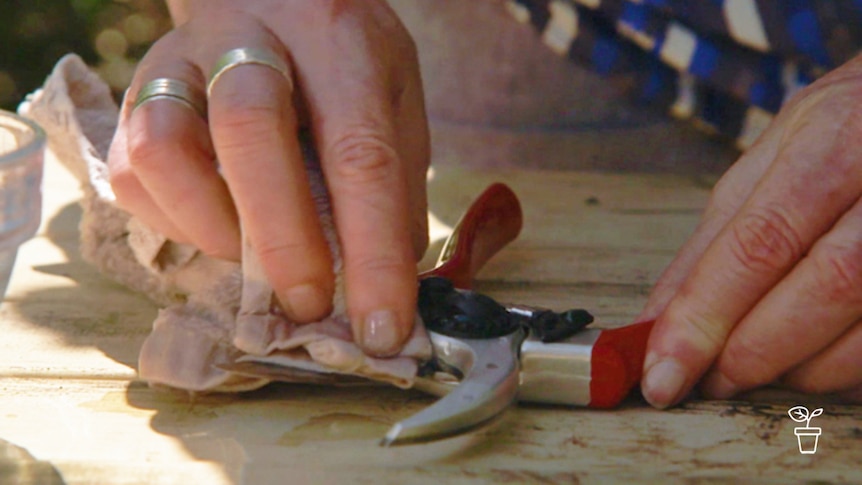 Hand wiping blades of a pair of secateurs with a cloth