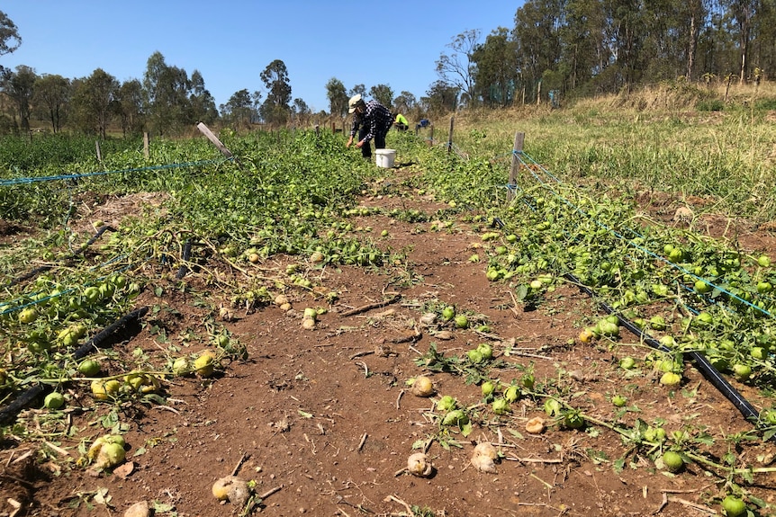 Workers trying to pick what they can from a damaged crop.