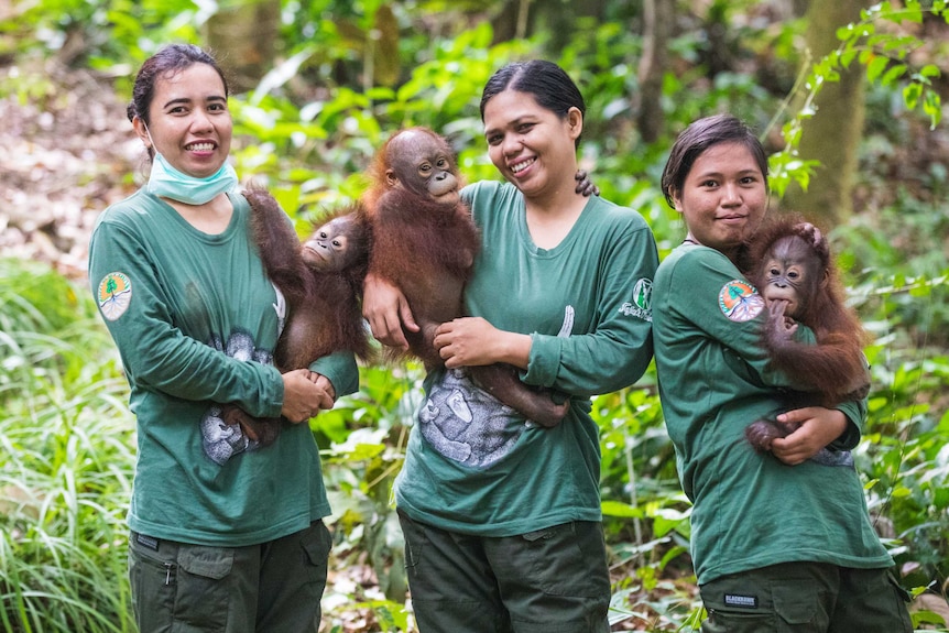 Staff at the Borneo Forest School hold orangutans. They look like young orangutans.