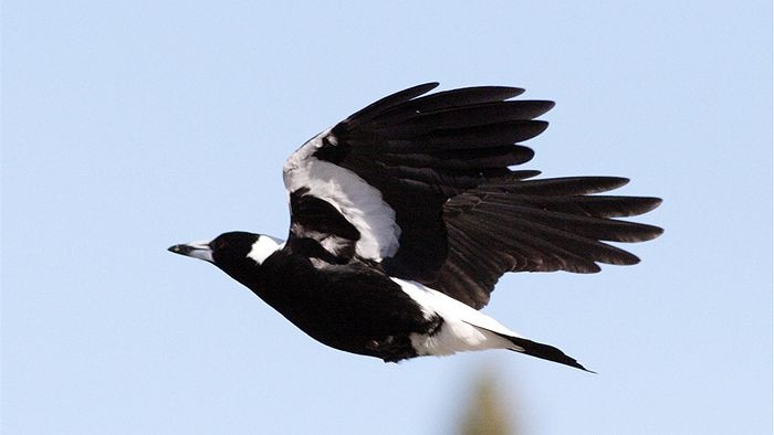 Black and white Magpie flying through the sky