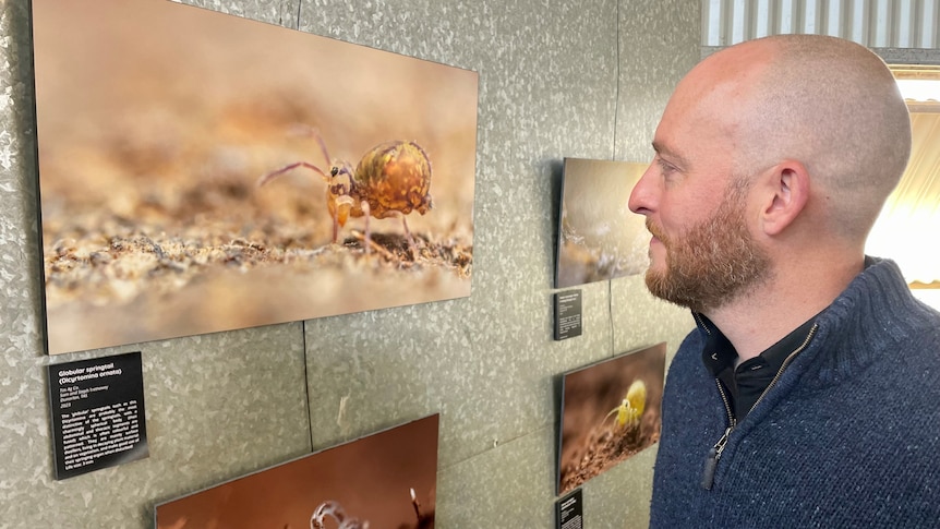 Man looking at photo of insects