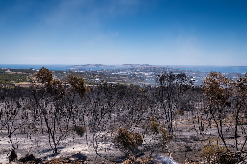 Scorched trees with a seaside city in the background