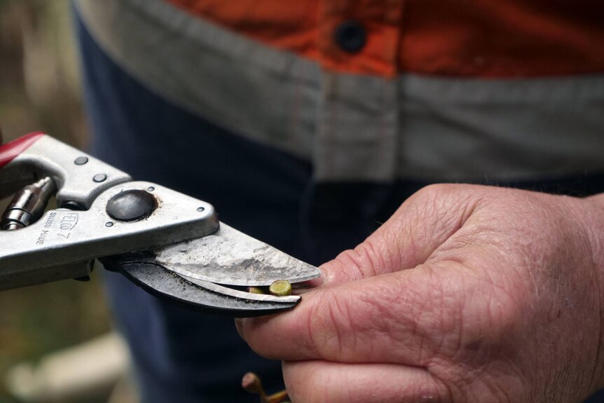 A close up of a man cutting a seed capsule with scissors. 