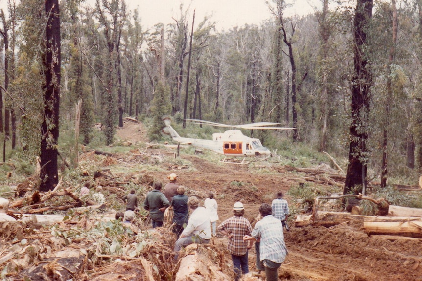 a helicopter lands in dense bushland with people watching on.