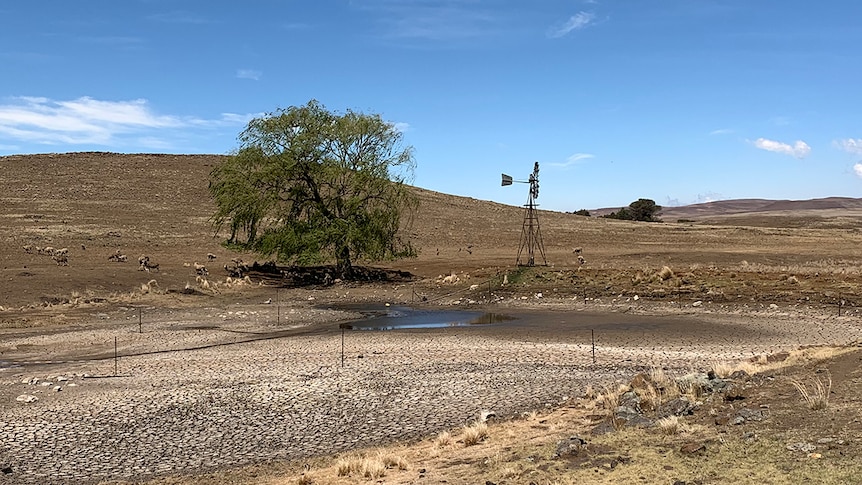 A typical scene across the Monaro as the drought worsens. December 2016
