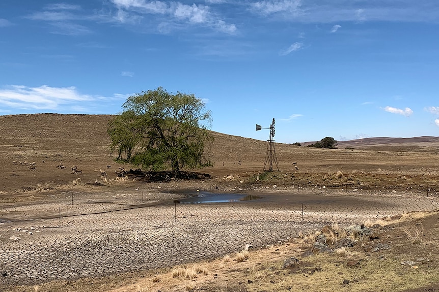 A typical scene across the Monaro as the drought worsens. December 2016