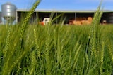 Close-up of green wheat crop heads with a farm shed in the background.