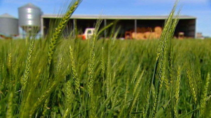 Close-up of green wheat crop heads with a farm shed in the background.