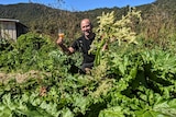 A man in a green vegetable garden holding up a glass of light red cordial