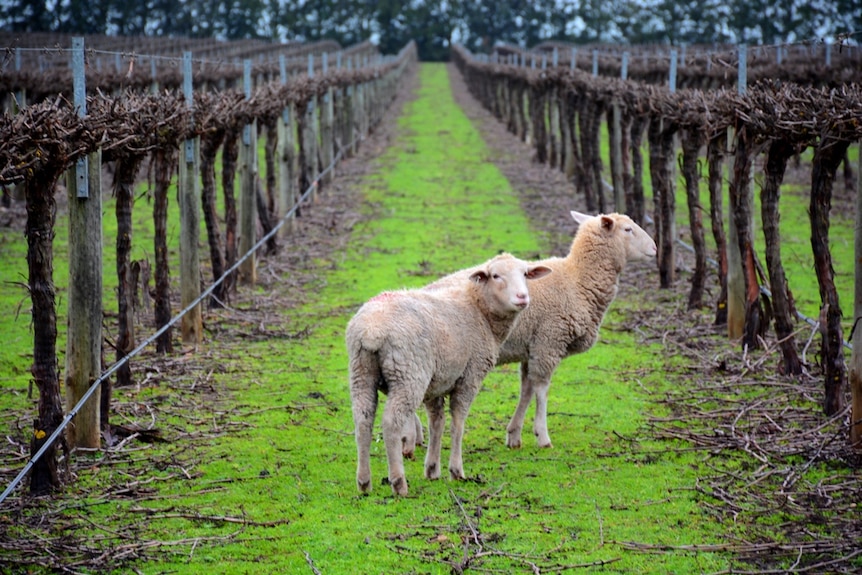 Two sheep in a vineyard, with vines on each side.