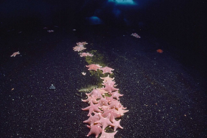 Pink starfish underneath sea ice.