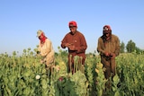 Afghanistan's opium crops